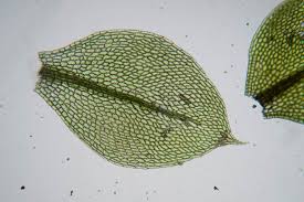 Attēlu rezultāti vaicājumam “Bryum moravicum”