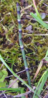 Attēlu rezultāti vaicājumam “Equisetum variegatum”