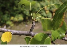 Attēlu rezultāti vaicājumam “Pyrus pyraster leaf”