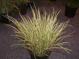 Attēlu rezultāti vaicājumam “Cychramus variegatus”