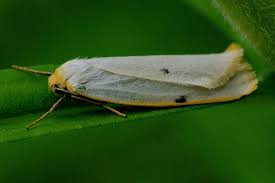 Attēlu rezultāti vaicājumam “Cybosia mesomella”