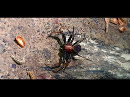 Attēlu rezultāti vaicājumam “Xysticus bifasciatus”