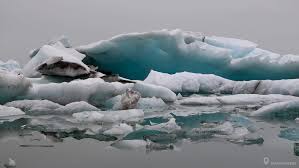 Image result for Ildblomkarse