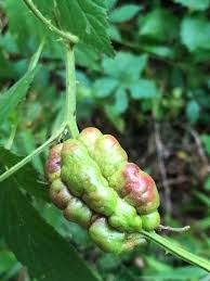 Attēlu rezultāti vaicājumam “gall”