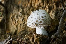 Attēlu rezultāti vaicājumam “Amanita strobiliformis”