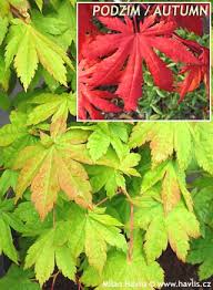 Attēlu rezultāti vaicājumam “Acer pseudosieboldianum”