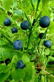 Attēlu rezultāti vaicājumam “Vaccinium myrtillus fruit”