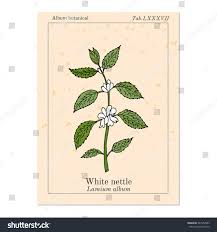 Attēlu rezultāti vaicājumam “Lamium album leaf”