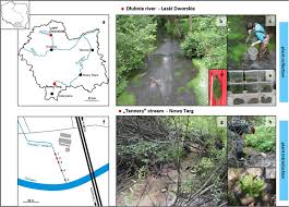 Attēlu rezultāti vaicājumam “Callitriche cophocarpa leaf”