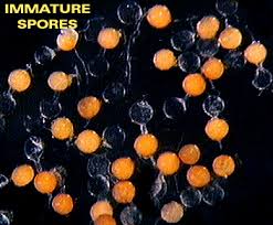 Attēlu rezultāti vaicājumam “Comatricha elegans var. microspora spores”