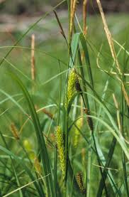 Attēlu rezultāti vaicājumam “Carex atherodes”