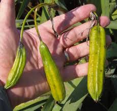 Attēlu rezultāti vaicājumam “Iris pseudacorus fruit”