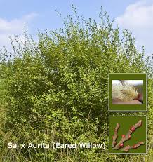 Attēlu rezultāti vaicājumam “Salix aurita”