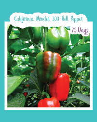 Afbeeldingsresultaat voor california wonder 300 sweet pepper