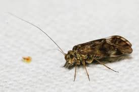 Attēlu rezultāti vaicājumam “Metylophorus nebulosus”