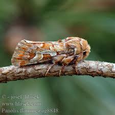 Attēlu rezultāti vaicājumam “Panolis flammea”