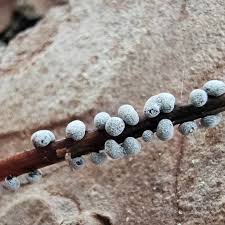 Attēlu rezultāti vaicājumam “Cribraria rufa stalked”