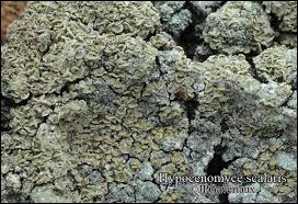 Attēlu rezultāti vaicājumam “Hypocenomyce scalaris”