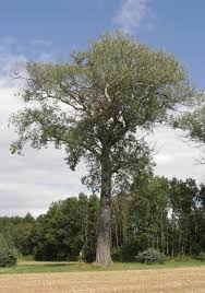 Attēlu rezultāti vaicājumam “Populus laurifolia”