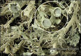 Attēlu rezultāti vaicājumam “Anaptychia ciliaris”