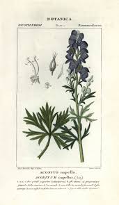 Image result for Aconitum napellus