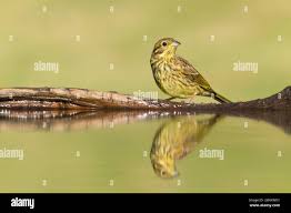 Attēlu rezultāti vaicājumam “Emberiza citrinella juvenile”