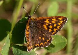 Attēlu rezultāti vaicājumam “Hamearis lucina upperside”