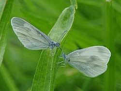 Attēlu rezultāti vaicājumam “Leptidea sinapis”