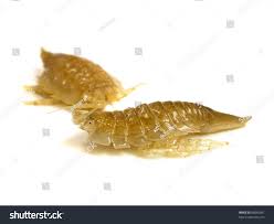 Attēlu rezultāti vaicājumam “Saduria entomon”