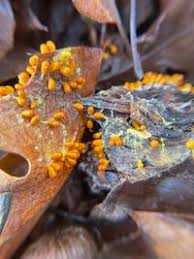 Attēlu rezultāti vaicājumam “Physaraceae”