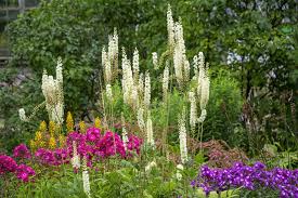 Image result for Silberkerze