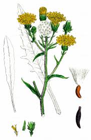 Attēlu rezultāti vaicājumam “Picris hieracioides”