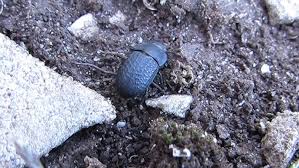 Attēlu rezultāti vaicājumam “Opatrum sabulosum”