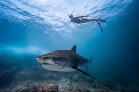 Image result for Bath Freediving Club