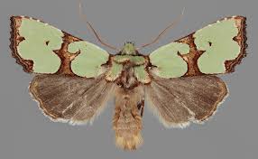 Attēlu rezultāti vaicājumam “Staurophora celsia”