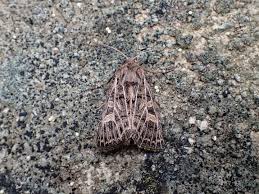 Attēlu rezultāti vaicājumam “Tholera decimalis female”