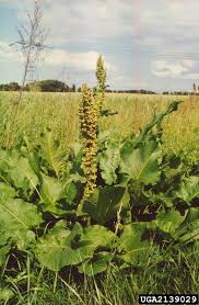 Attēlu rezultāti vaicājumam “Rumex confertus fruit”