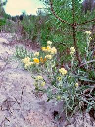 Attēlu rezultāti vaicājumam “Helichrysum arenarium bud”