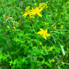 Image result for Hypericum perforatum