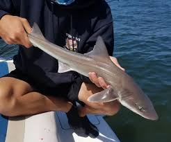 Image result for Mustelus canis