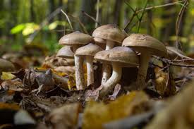 Attēlu rezultāti vaicājumam “Cortinarius traganus”