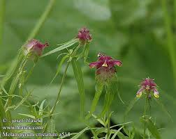Attēlu rezultāti vaicājumam “Melampyrum cristatum”