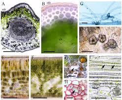 Attēlu rezultāti vaicājumam “Hedera helix  leaf”