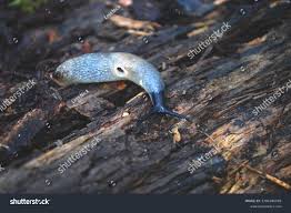 Attēlu rezultāti vaicājumam “Krynickillus melanocephalus”