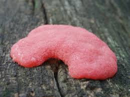 Attēlu rezultāti vaicājumam “Tubifera montana macro”