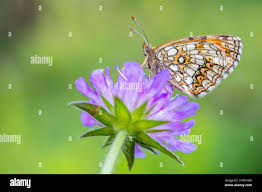 Attēlu rezultāti vaicājumam “Melitaea diamina”