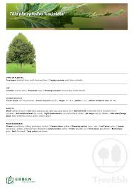 Attēlu rezultāti vaicājumam “Tilia platyphyllos Laciniata”