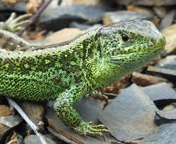 Attēlu rezultāti vaicājumam “Lacerta agilis male”