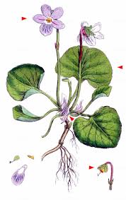 Attēlu rezultāti vaicājumam “Viola palustris”