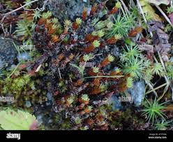 Attēlu rezultāti vaicājumam “Pogonatum urnigerum”